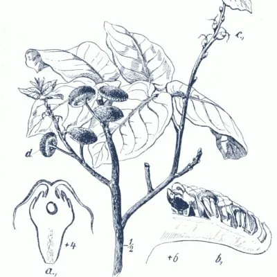 C.C. Cortéz